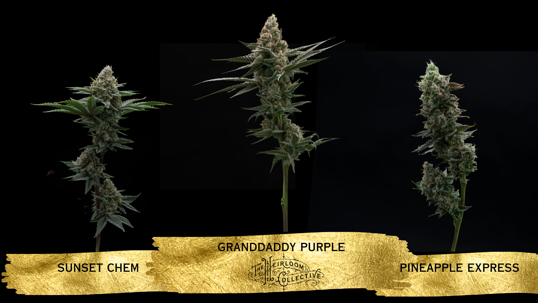 The Heirloom Collective Legacy Collection: Honoring the Genetics That Built Modern Cannabis