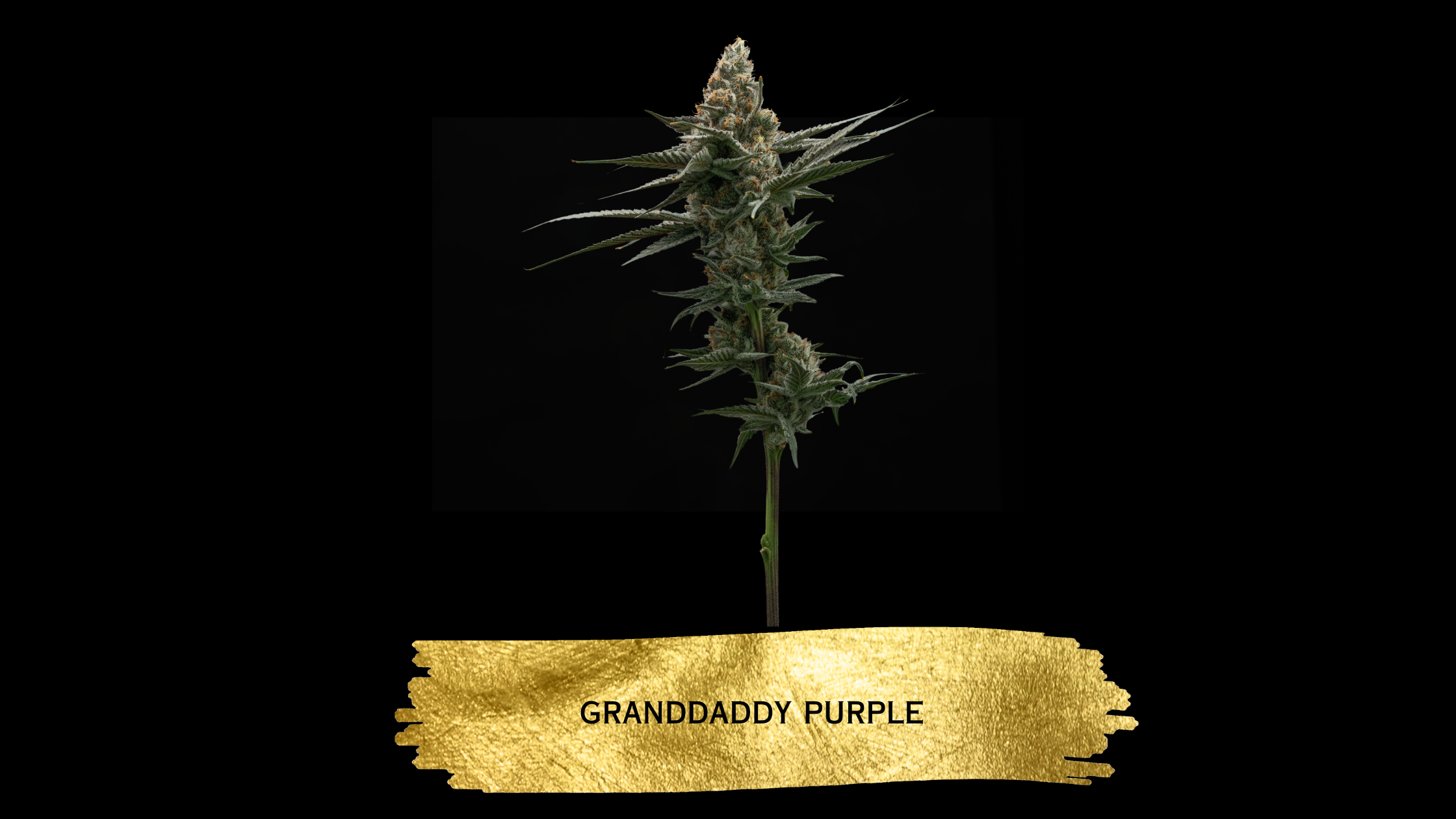 Grandaddy Purple cannabis flower from The Heirloom Collective Legacy Collection