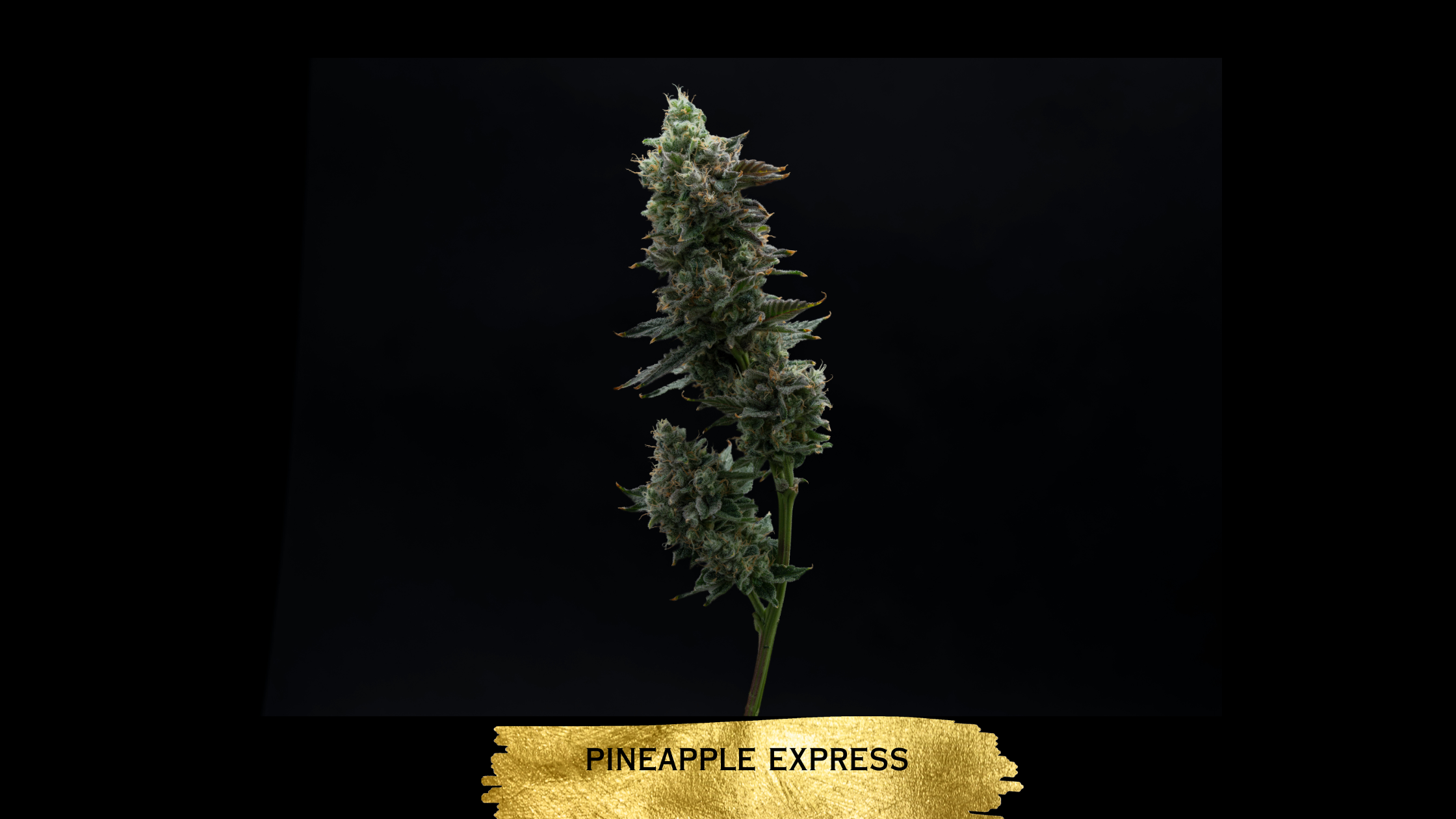 Pineapple Express cannabis flower from The Heirloom Collective Legacy Collection