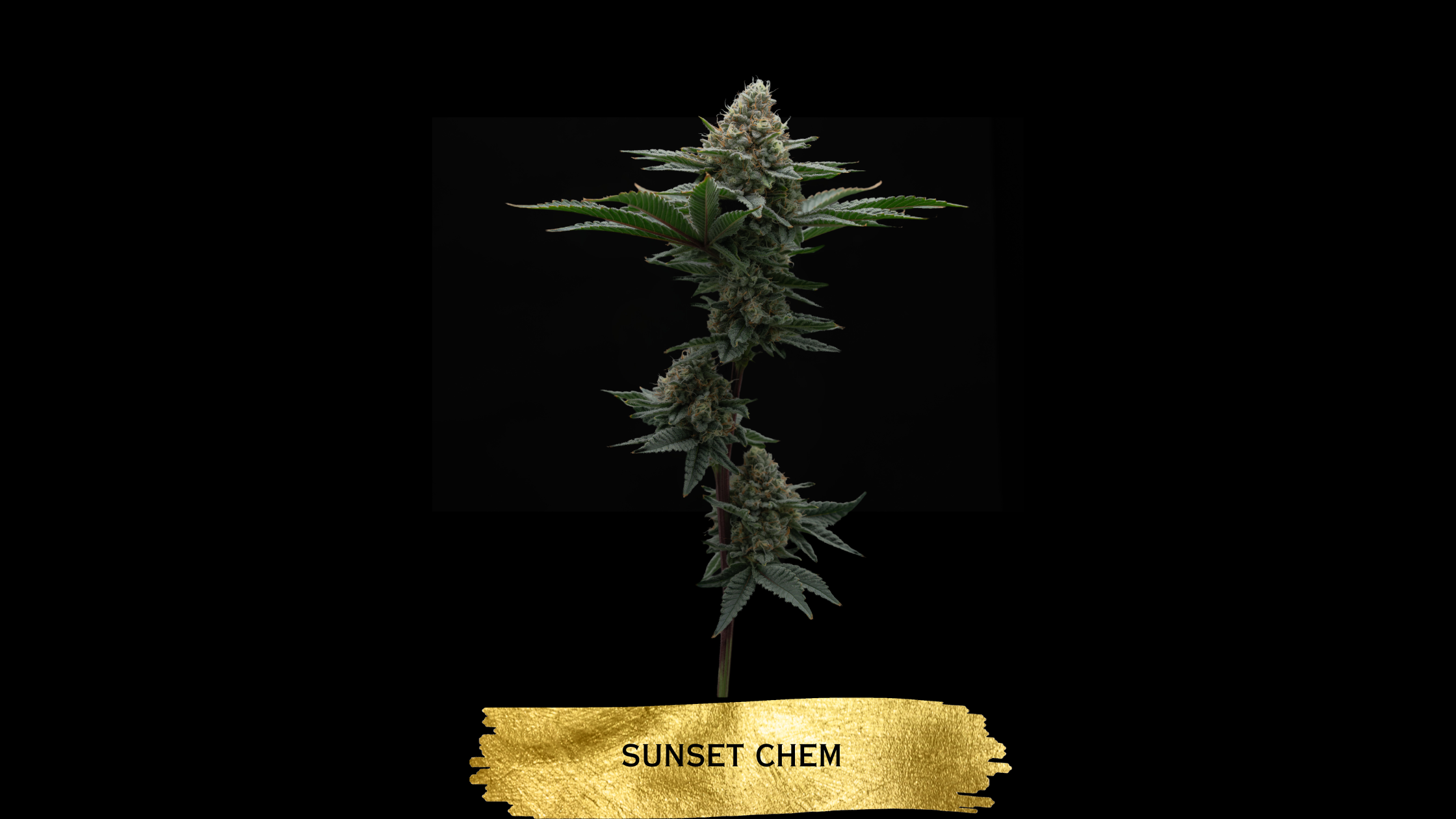 Sunset Chem cannabis flower from The Heirloom Collective Legacy Collection