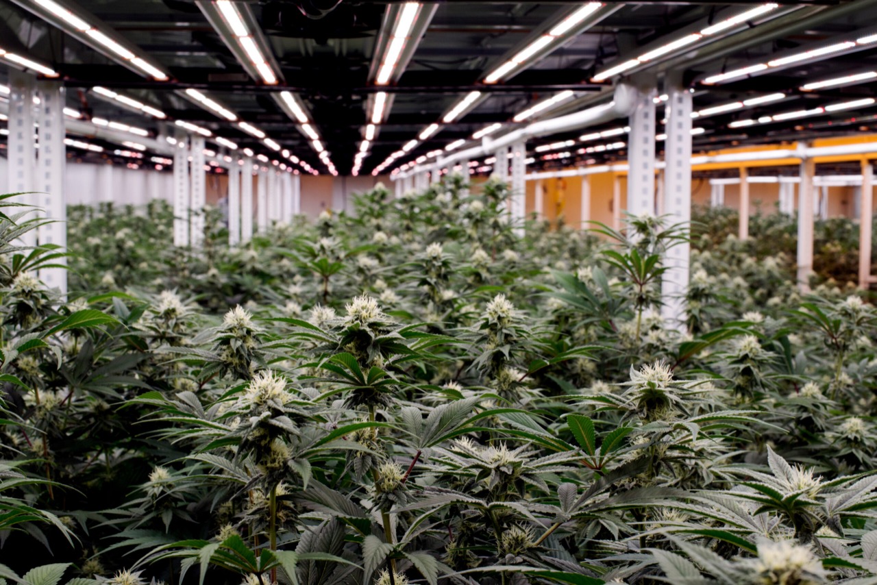 Heirloom Collective - Premium Massachusetts Cannabis Dispensary